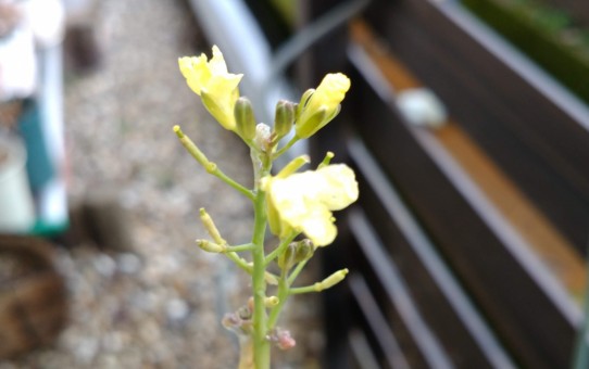 ステックブロッコリーの花