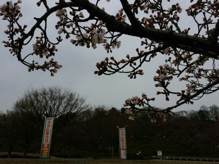 西山公園のソメイヨシノが開花