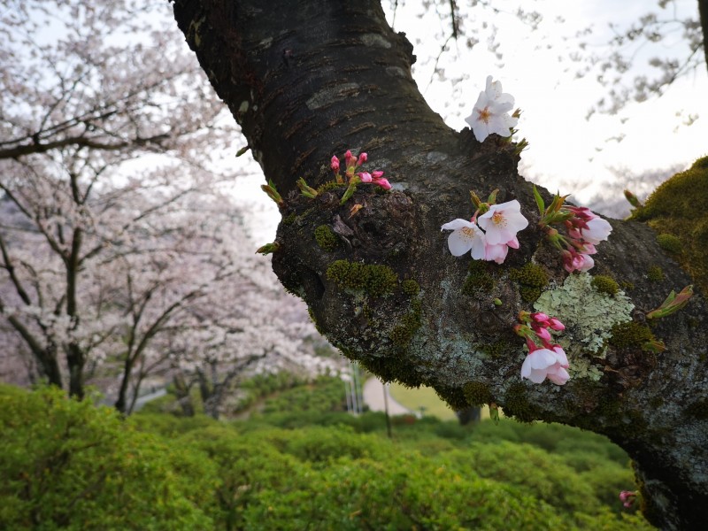 鯖江市西山公園の桜