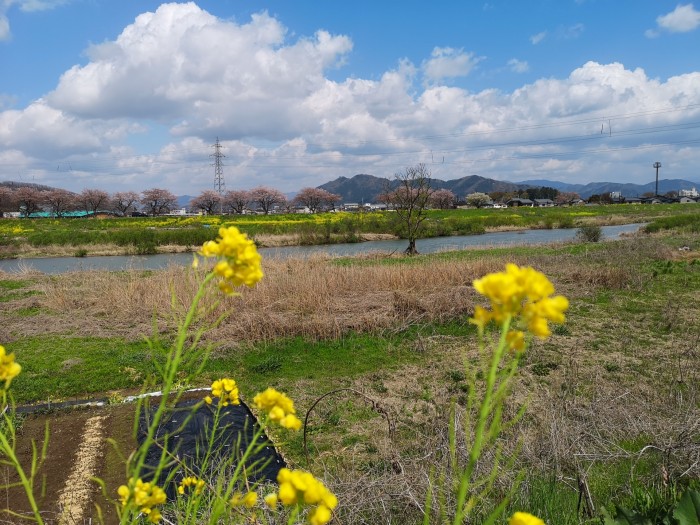 日野川と菜の花