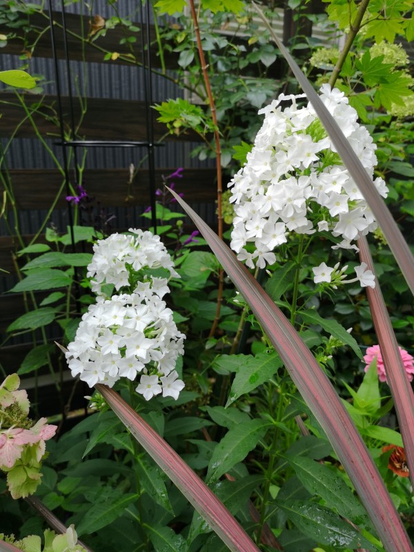 お暑つうございますi D Y 花が好き空が好き