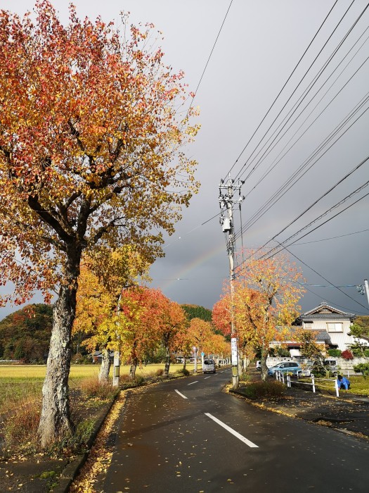 ナンキンハゼの紅葉と虹