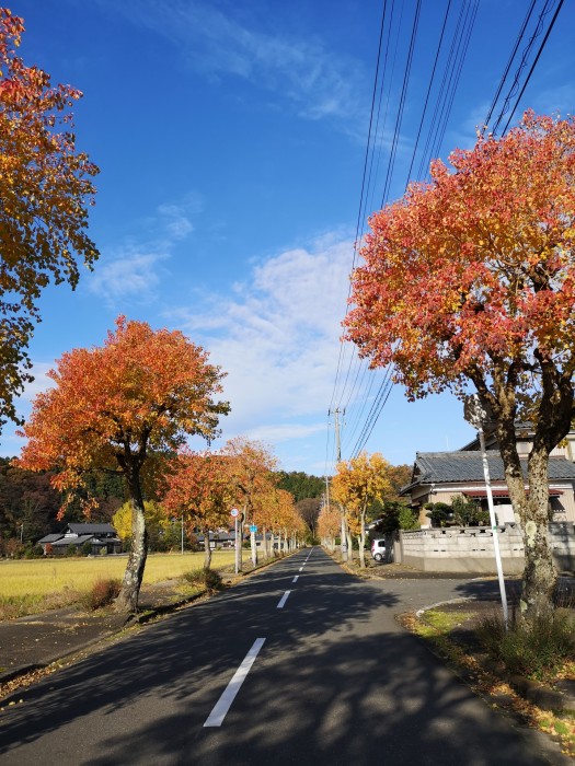 ナンキンハゼの街路樹