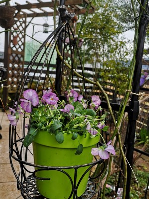 ビオラの鉢植え