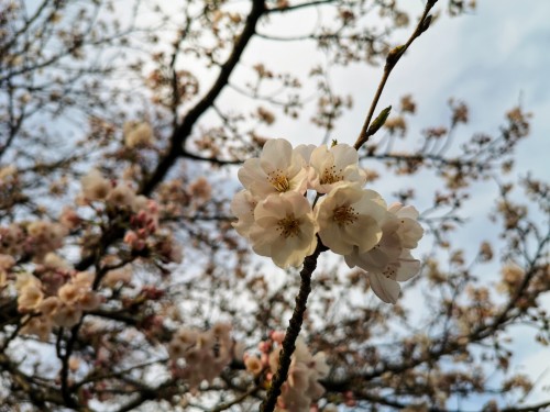 桜の花が