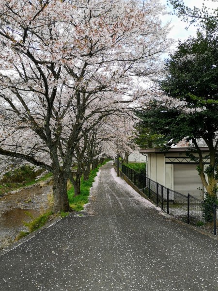 桜の花弁の道