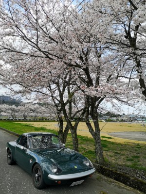 桜と車