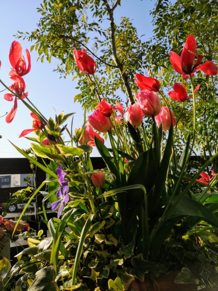 原種系チューリップ　クルシアナ・アニカ/八重咲きのチューリップ八重咲きチューリップ フォクストロント