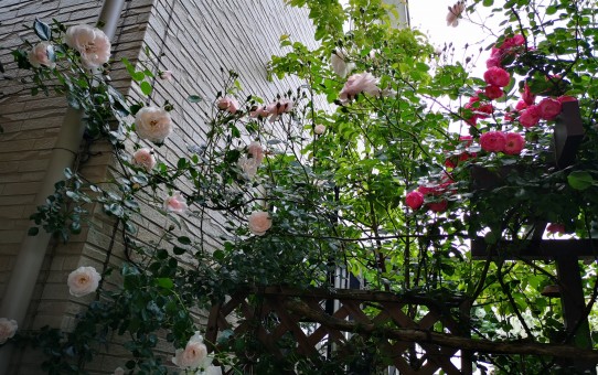 ガーデンシンク前/つるバラ・アンジェラ/つるバラ・ニュードーン/常緑ヤマボウシ