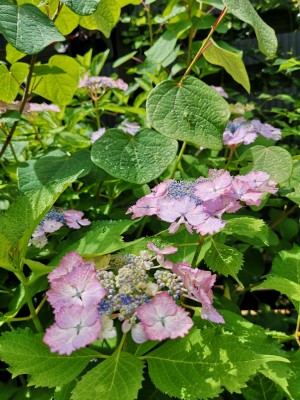 加茂交配の紫陽花 初恋