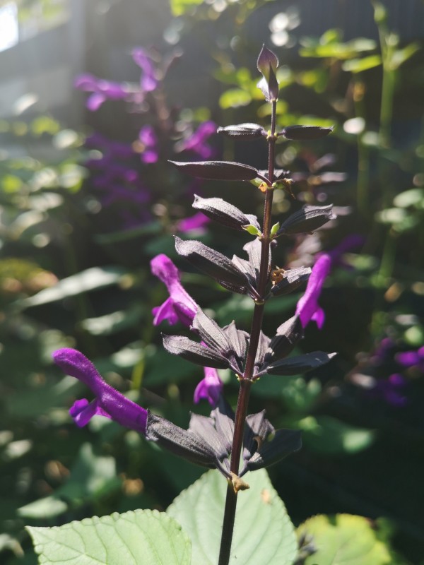 庭に咲く紫色の花 花が好き空が好き