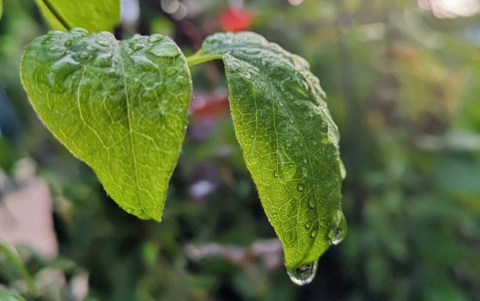 クレマチス・ジョンハクスダブルの葉の上に雨粒