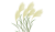 イラスト・ススキ