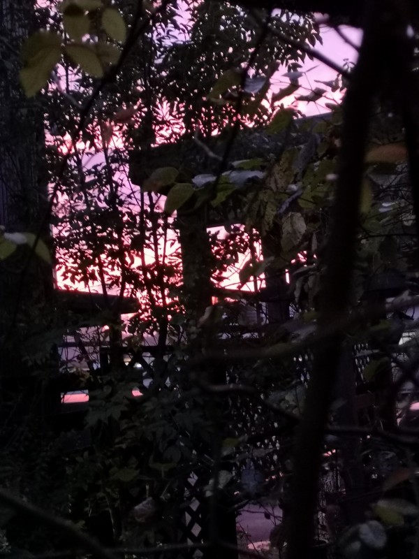 我が家の庭から見た夕焼け空