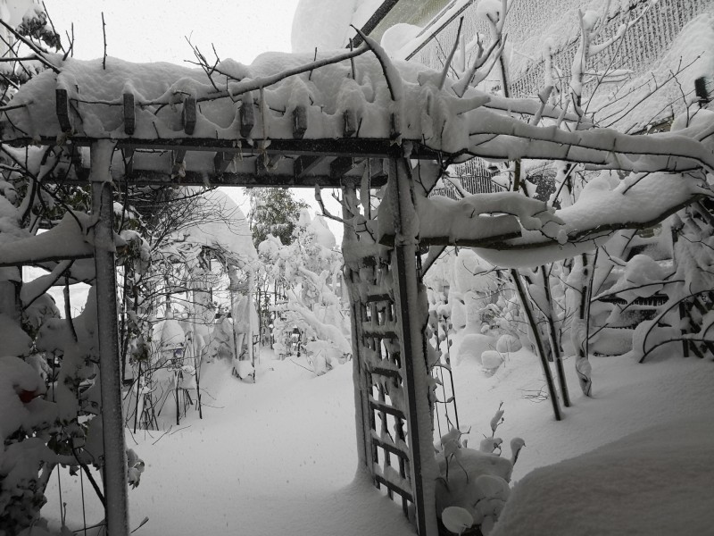 豪雪の日の庭