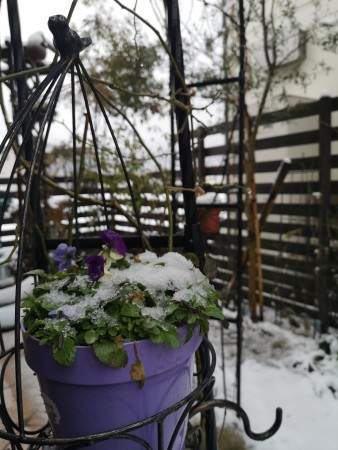 ビオラの鉢植えの上に雪のお布団
