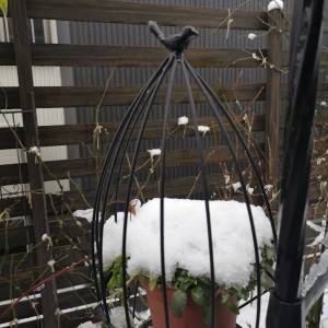 ビオラの鉢植えの上に雪の綿帽子