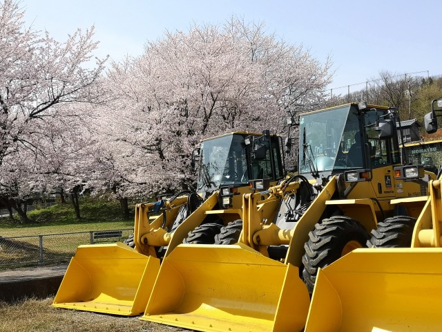 桜と除雪車