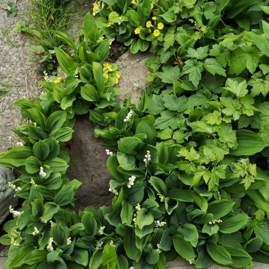 高嶋製作所の花壇に咲くスズランの花