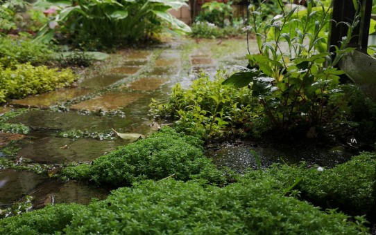 雨の庭/セダム