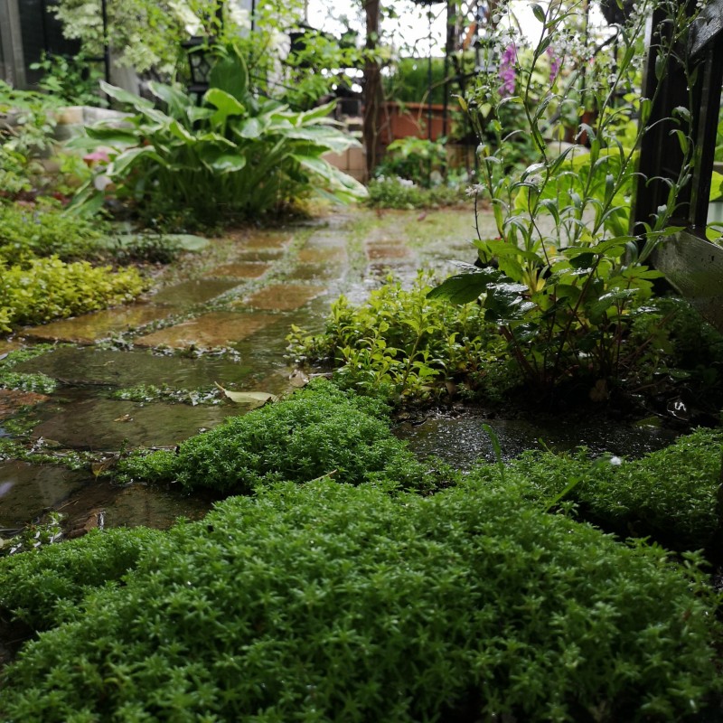 雨の庭/セダム