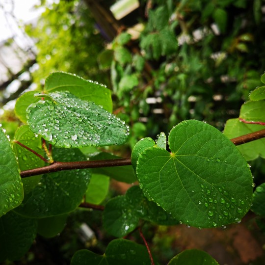 マルバノキの葉っぱに雨粒