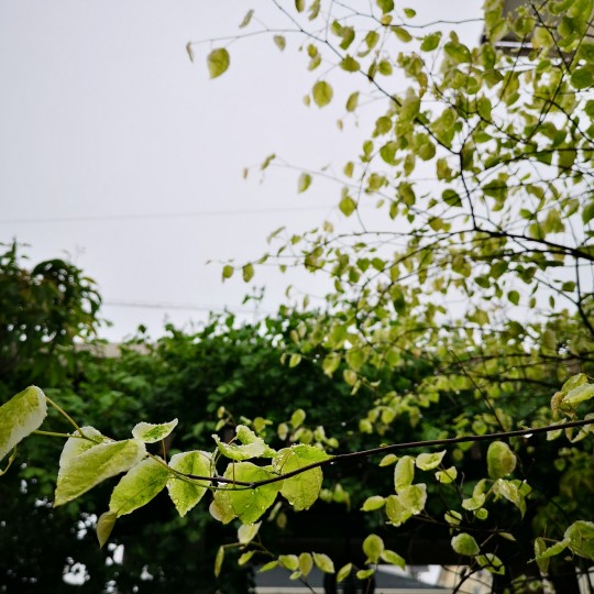 雨上がりの庭/アメリカハナズオウシルバークラウド