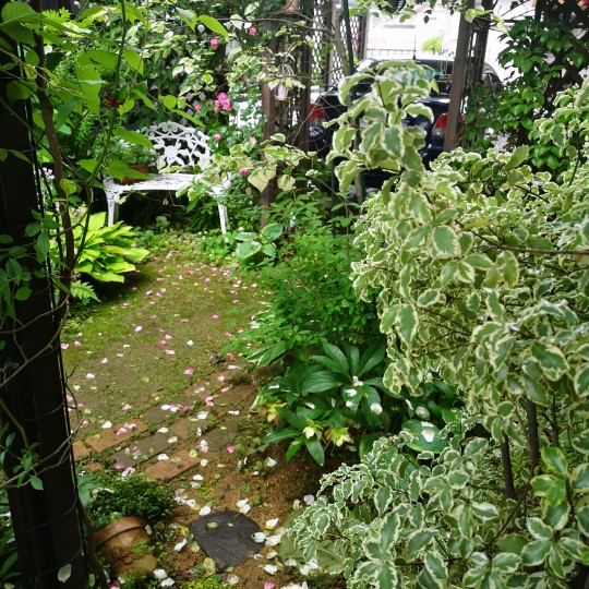 雨上がりの庭