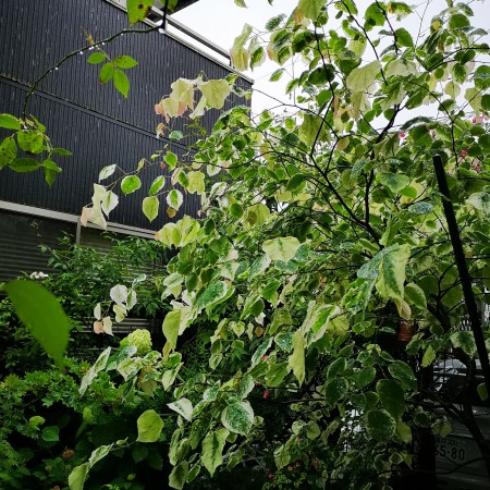 今朝の雨の庭/アメリカハナズオウシルバークラウド
