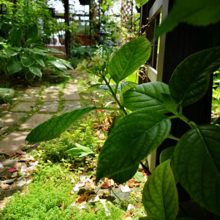 雨上がりの庭