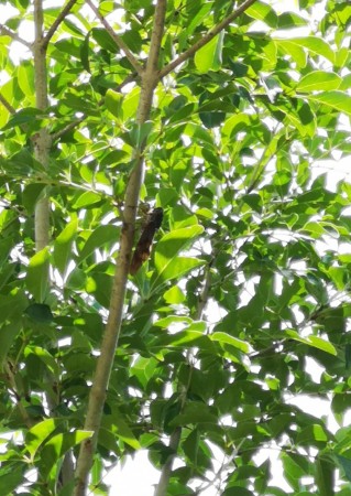 シマトネリコの枝にアブラゼミ
