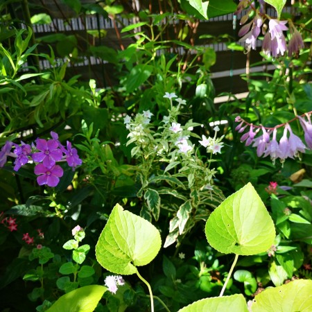 復活を始めた庭の草花たち