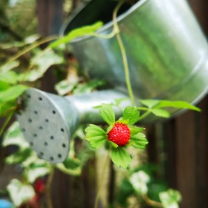 ポットに植えたヘビイチゴ