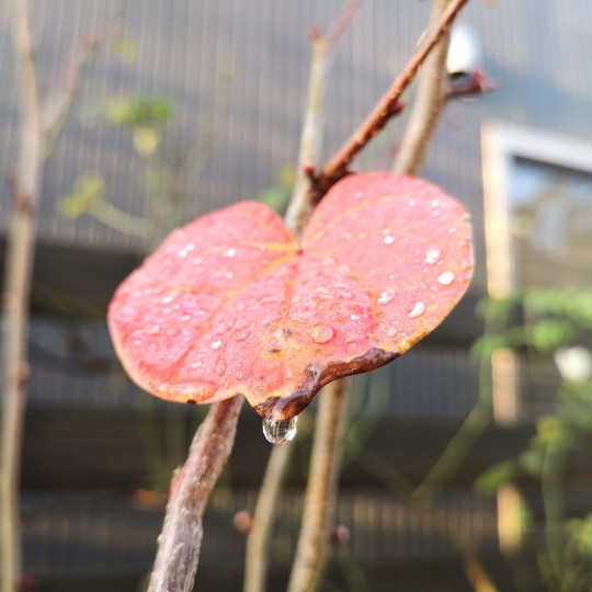 マルバノキの葉っぱに雨粒