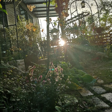 今朝の庭