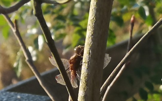 ハナミズキの幹で羽根休めの赤トンボ