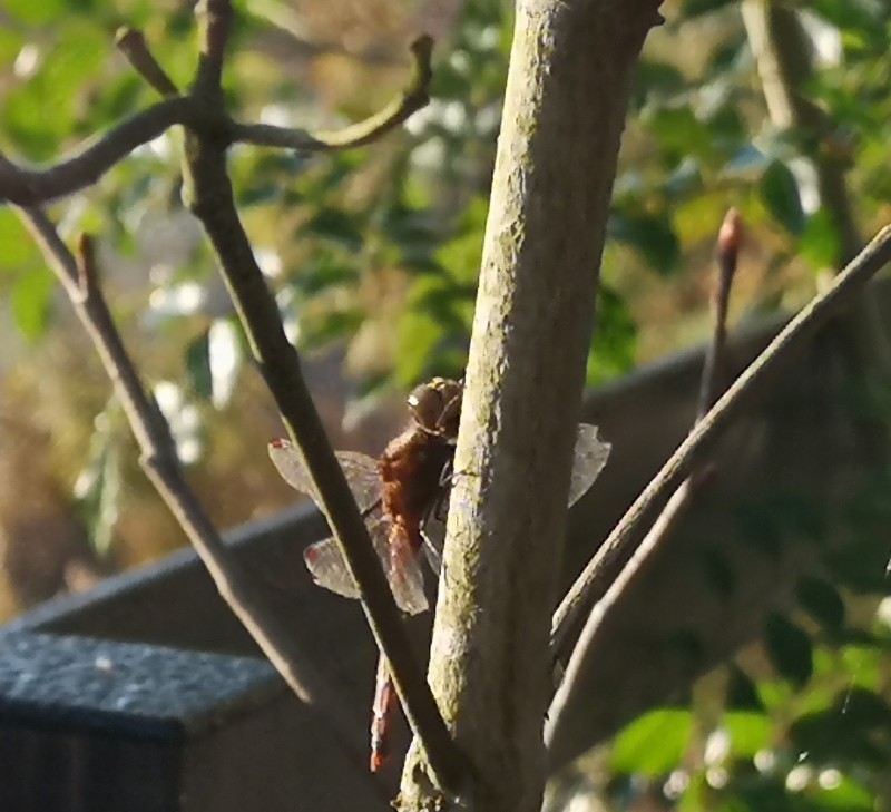 ハナミズキの幹で羽根休めの赤トンボ