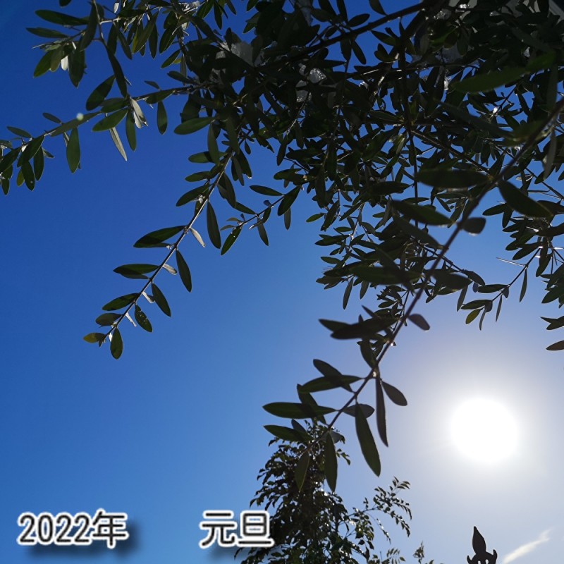 2022年1月　元旦