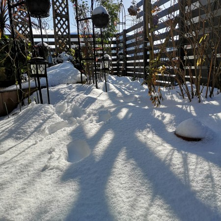 雪の庭/2022年1月　元旦