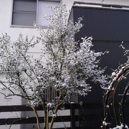 雪の花/オリーブの木