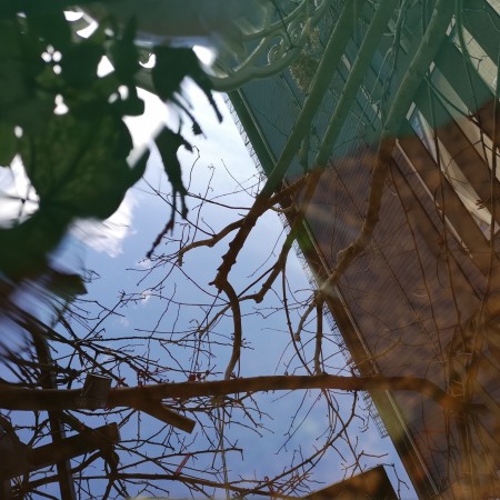 メダカの池に写る青空と薄氷