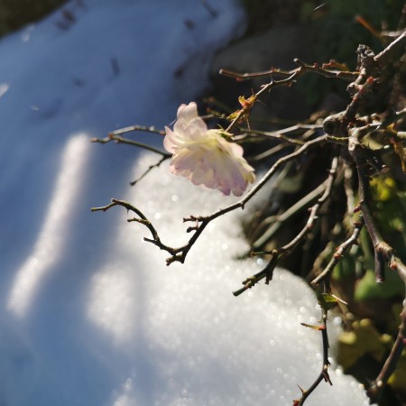 雪を背景に咲くミニパラアイスグリーン