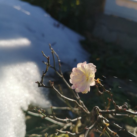 雪を背景に咲くミニパラグリーンアイス