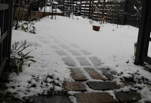 雪の積もった庭