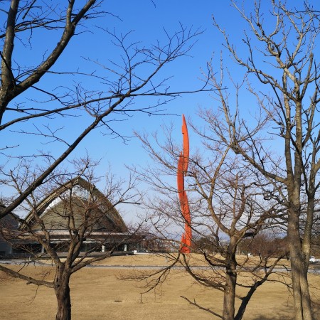 福井県立音楽堂（ハーモニーホールふくい）/桜の木