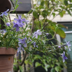 芝桜・薄紫