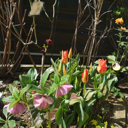 原種系のミニチューリップ・パークドリームウェイ/クリスマスローズ・エレガンス ピンクスポット 八重咲き。