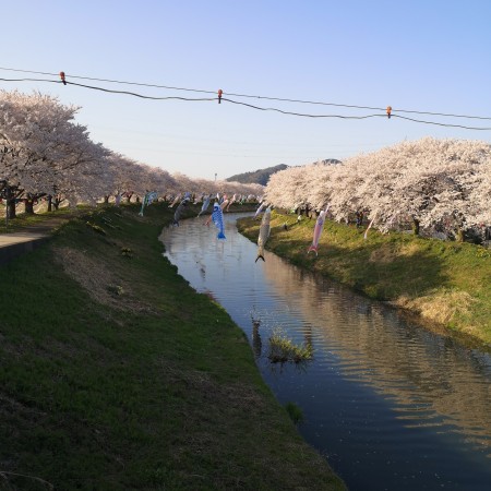浅水川堤防の桜並木