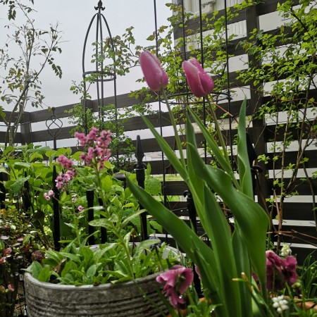 雨上がりの庭/チューリップの咲く庭
