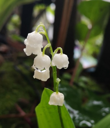 すずらんの花が